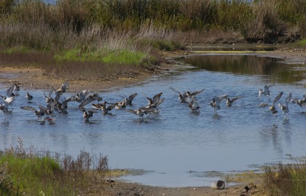 Come sarebbe oggi la piana pontina con le paludi?
