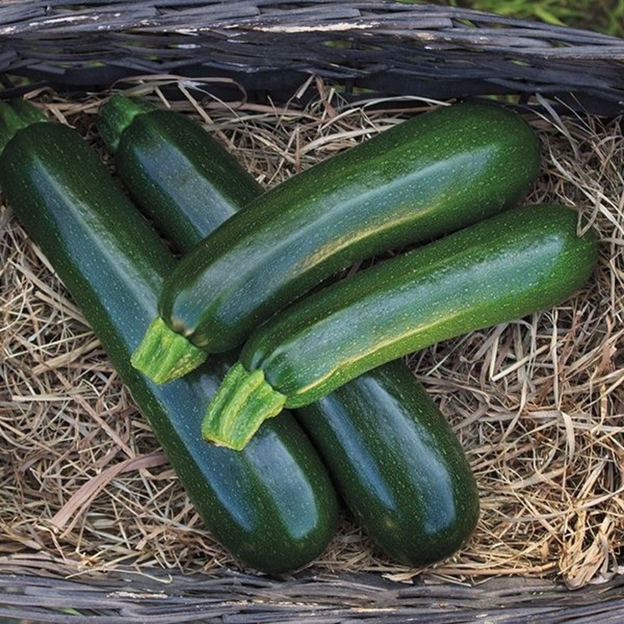 zucchino.jpg