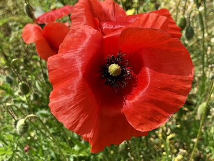 Il 25 Aprile &egrave; e sar&agrave; sempre Festa della Liberazione