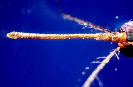 West Nile, casi nel Lazio "solo la punta dell'iceberg"